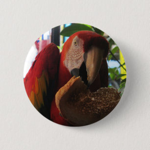 Scarlet Macaw Parrot Eating Toast Ronde Button 5,7 Cm