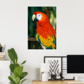 Scarlet Macaw Poster (Thuiskantoor)