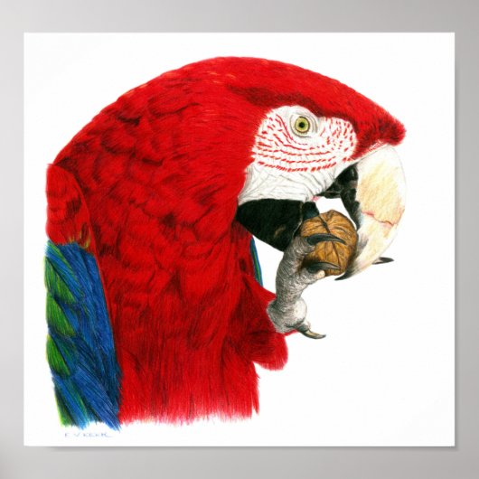 Scarlet Macaw Poster (Voorkant)