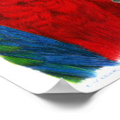 Scarlet Macaw Poster (Hoek)
