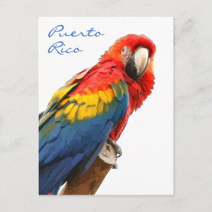 Scarlet Macaw Puerto Rico Briefkaart