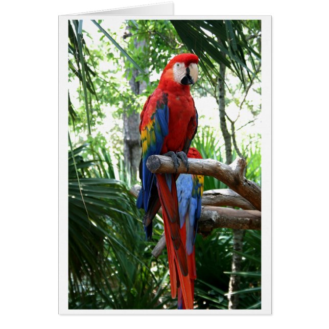 Scarlet macaw, rode ara fotografie (Voorkant)