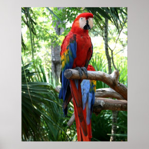Scarlet macaw, rode ara fotografie poster