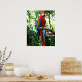 Scarlet macaw, rode ara fotografie poster (Keuken)