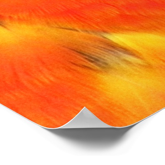 Scarlet Macaw Square Print (Hoek)