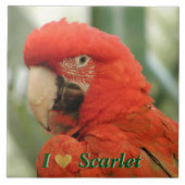 Scarlet Macaw Tegeltje (Voorkant)