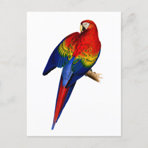 Scarlet Macaw Tropische Kleurrijke Regen Bos Bird Briefkaart