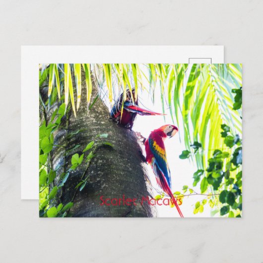 Scarlet Macaws Briefkaart (Voorkant / Achterkant)