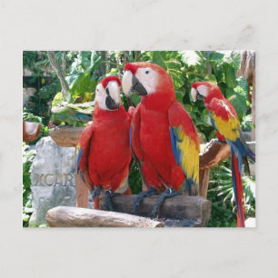 Scarlet Macaws Briefkaart