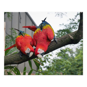 Scarlet Macaws II Foto Afdruk
