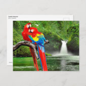Scarlet macaws in het regenwoud briefkaart (Voorkant / Achterkant)