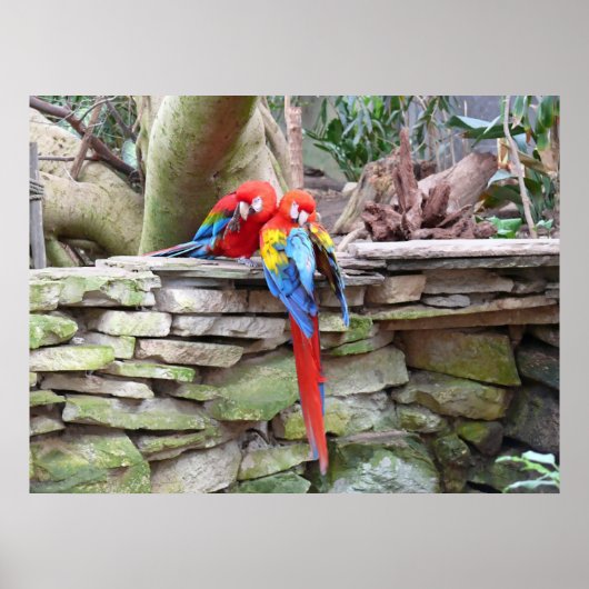 Scarlet Macaws Poster (Voorkant)