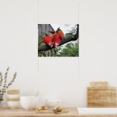 Scarlet Macaws Poster (Keuken)