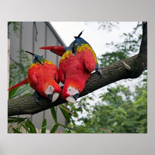 Scarlet Macaws Poster (Voorkant)