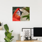 Scarlet Mackaw Foto Poster (Thuiskantoor)