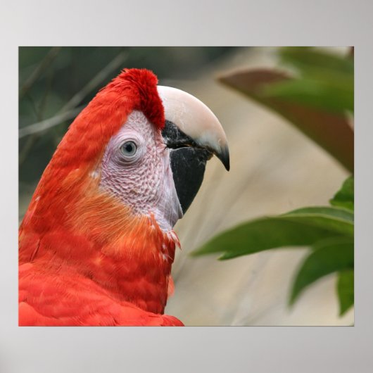 Scarlet Mackaw Foto Poster (Voorkant)