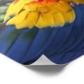 Scarlet Mackaws Poster (Hoek)