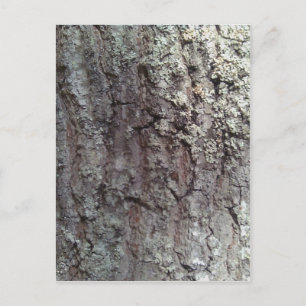 Scarlet Oak Tree Bark Briefkaart