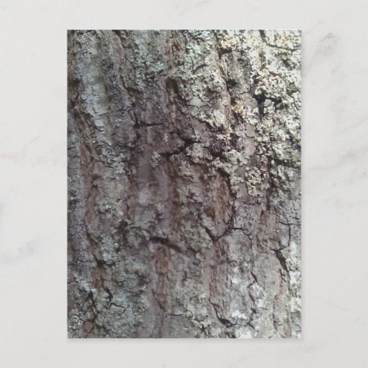 Scarlet Oak Tree Bark Briefkaart (Voorkant)