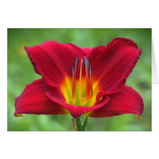 Scarlet Orbit Daylily (Voorkant Horizontaal)