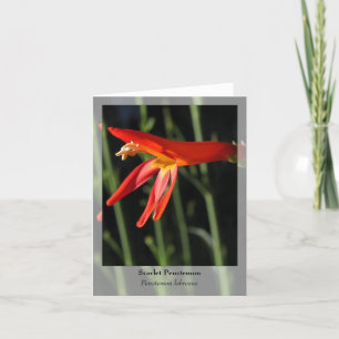 Scarlet Penstemon - Native Notecard Kaart