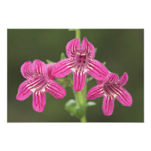 Scarlet Penstemon, Penstemon triflorus, Foto Afdruk