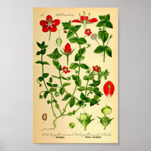 Scarlet Pimpernel (Anagallis caerulea) Poster