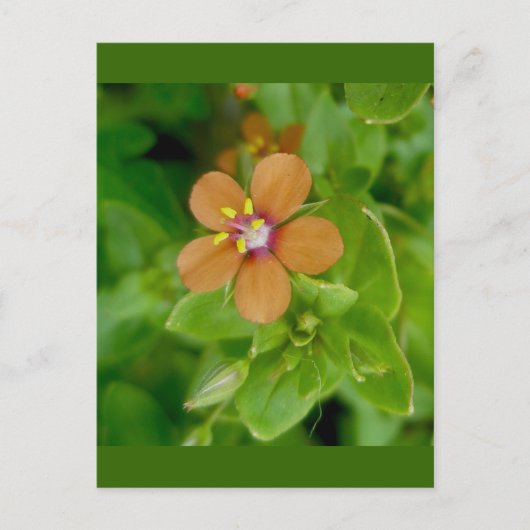 Scarlet Pimpernel Wildflower Briefkaart (Voorkant)