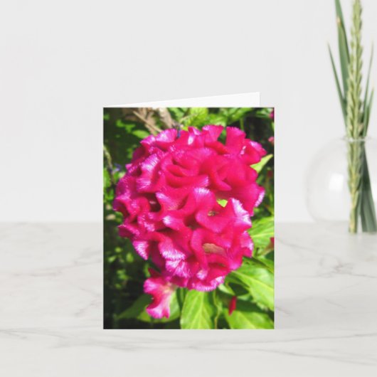 Scarlet Red Celosia Photo Folded Note Kaart (Voorkant)