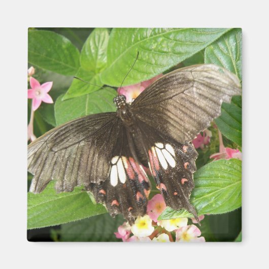 Scarlet Swallowtail Butterfly Macro Magnet Magneet (Voorkant)