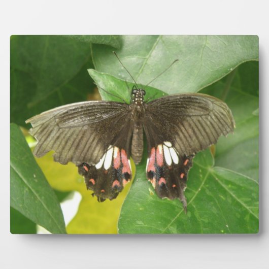 Scarlet Swallowtail Butterfly Plaque Fotoplaat (Voorkant)