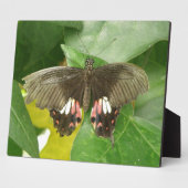Scarlet Swallowtail Butterfly Plaque Fotoplaat (Zijkant)