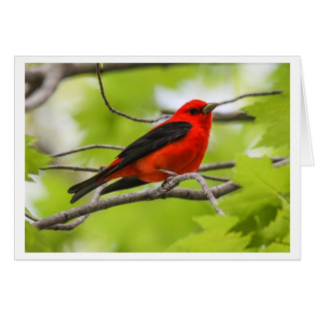 Scarlet Tanager (Voorkant Horizontaal)