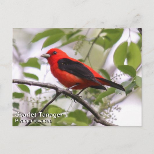 Scarlet Tanager Briefkaart (Voorkant)