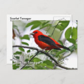 Scarlet Tanager Briefkaart (Voorkant / Achterkant)