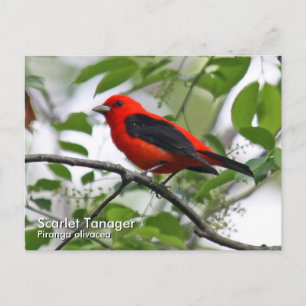 Scarlet Tanager Briefkaart