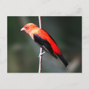 Scarlet Tanager Briefkaart