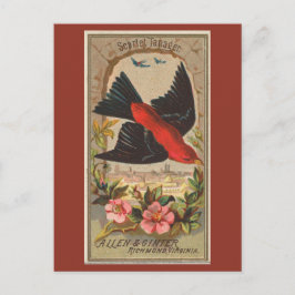 Scarlet Tanager Briefkaart