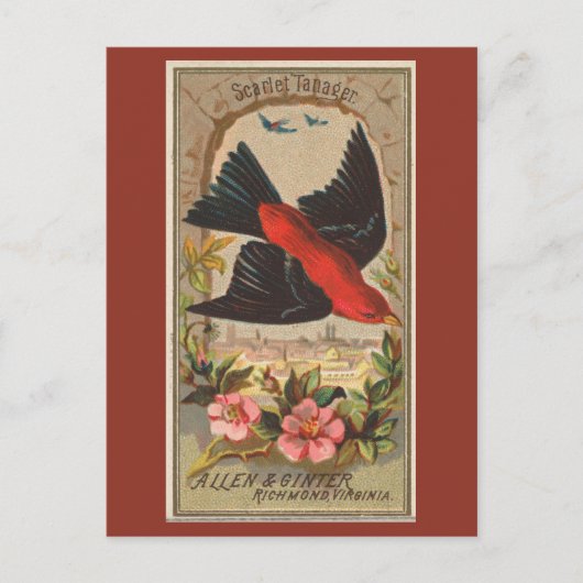 Scarlet Tanager Briefkaart (Voorkant)