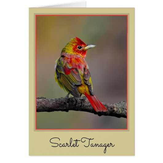 Scarlet Tanager Molting - Originele foto (Voorkant)