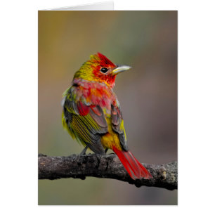 Scarlet Tanager Molting - Originele foto