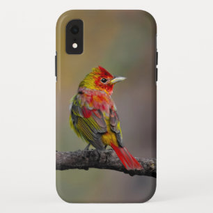 Scarlet Tanager Molting - Originele foto iPhone XR Hoesje