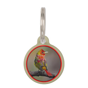 Scarlet Tanager Molting - Originele foto Huisdierpenning