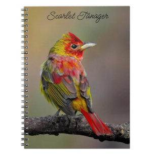 Scarlet Tanager Molting - Originele foto Notitieboek