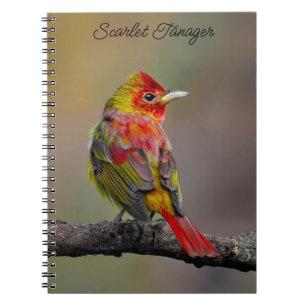 Scarlet Tanager Molting - Originele foto Notitieboek