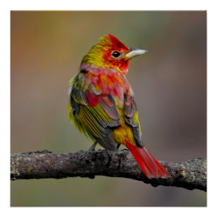 Scarlet Tanager Molting - Originele foto Perfect Poster