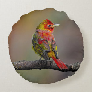 Scarlet Tanager Molting - Originele foto Rond Kussen