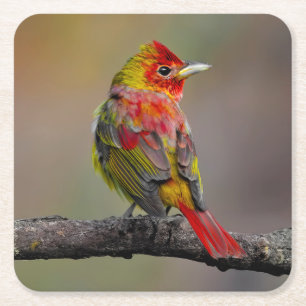 Scarlet Tanager Molting - Originele foto Vierkante Kartonnen Onderzetter