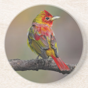 Scarlet Tanager Molting - Originele foto Zandsteen Onderzetter
