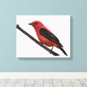 Scarlet Tanager op Branch Canvas Afdruk (Insitu (Houten vloer))